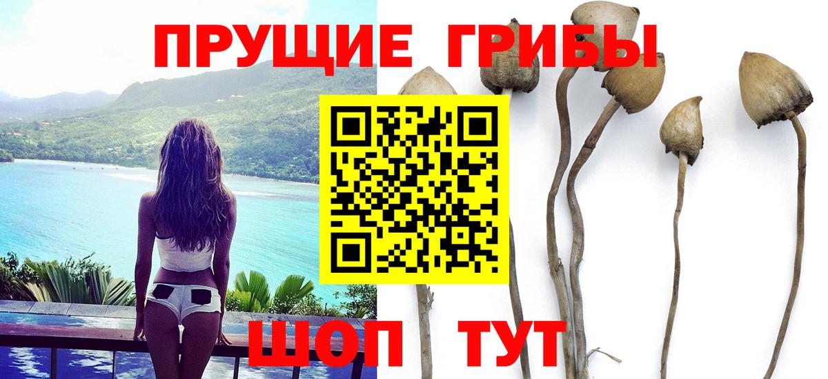 Галлюциногенные грибы прущие грибы  Вход с VPN  Фрязино 